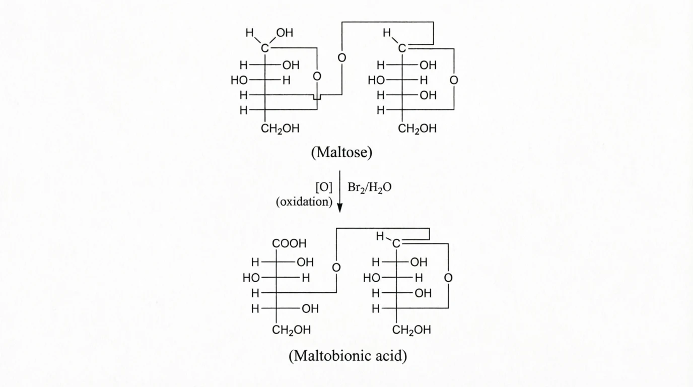 Maltobionic acid — product of maltose oxidation
